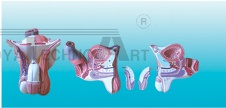 The dissection model of genital organs gradation (4 parts)